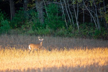 Beyaz kuyruklu geyik geyiği (Odocoileus virginianus) bir Wausau, Wisconsin soya fasulyesi tarlasında yatay durur.