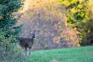 Beyaz kuyruklu geyik geyiği (Odocoileus virginianus) Wisconsin saman tarlasında yatay duruyor.