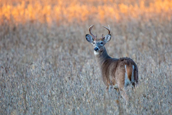 Белохвостый Олень Odocoileus Virginianus Стоящий Соевом Поле Ваусау Висконсин Горизонтальное — стоковое фото