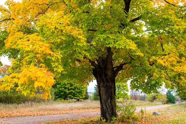 五彩缤纷的枫树在秋天转成五彩缤纷的颜色 旁边是一条小路 水平着 — 图库照片