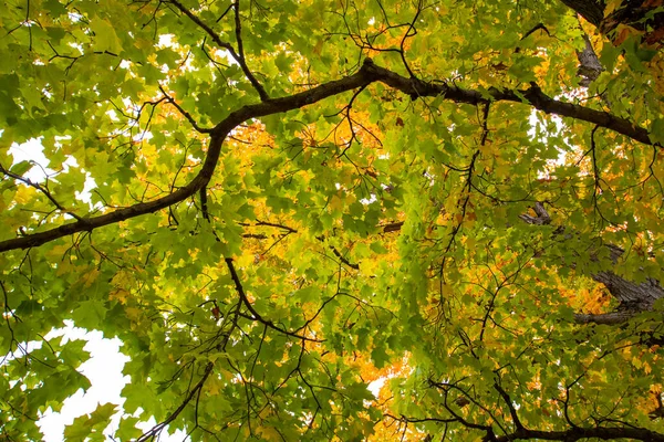 Colorful Maple Leaf Branch Autumn Horizontal — Stock Photo, Image