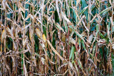 Ekim 'de Wisconsin' deki mısır tarlasına yakın çekim. Hasat için hazır, yatay.