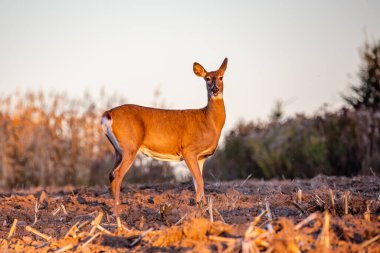 Erişkin beyaz kuyruklu geyik, geyik (Odocoileus virginianus) Wisconsin 'de bir çiftlik alanında ağzı açık, yatay