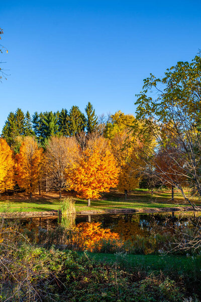 Central Wisconsin pond with surrounded by colorful trees in autumn, vertical