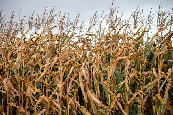 Крупный План Поля Кукурузы Висконсина Октябре Готов Уборке Горизонтально — стоковое фото