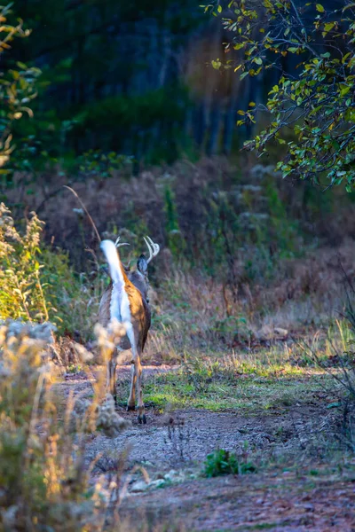 Weißschwanzhirsch Bock Odocoileus Virginianus Läuft Einem Wald Wisconsin Senkrecht — Stockfoto