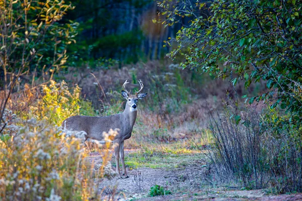 Белохвостый Олень Олень Odocoileus Virginianus Центральном Лесу Висконсина Горизонтальный — стоковое фото