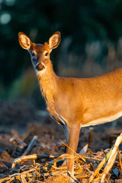 Veado Cauda Branca Jovem Buck Odocoileus Virginianus Campo Fazenda Wisconsin — Fotografia de Stock