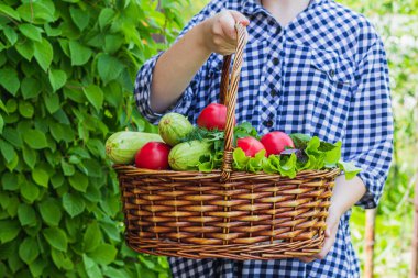 Bahçede hasır bir sepetin içinde domates, marul, kabak, fesleğen, dereottan oluşan bir mahsul var.