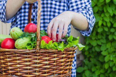Bahçede hasır bir sepetin içinde domates, marul, kabak, fesleğen, dereottan oluşan bir mahsul var.