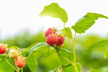 Olgun kırmızı ahududular, güneşte yeşillik arkaplanında.