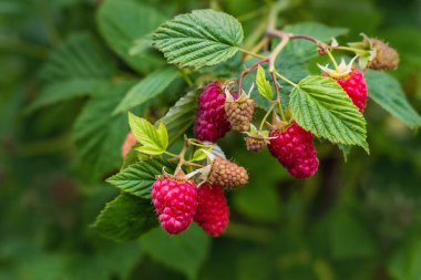 Olgun kırmızı ahududular, güneşte yeşillik arkaplanında.
