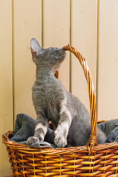 Grey Sphinx Cat Lying Wicker Basket Sun — Stock Photo, Image