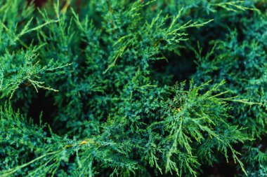 Yeşil bir ağaç dalının birçok dalı.