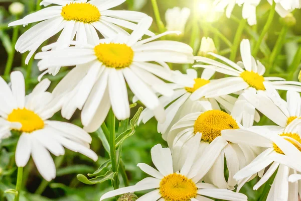 Ein Feld Von Gänseblümchen Gebadet Der Sonne — Stockfoto