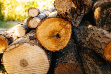 Tahta kütükler bahçede ileri doğru kesilmiş.