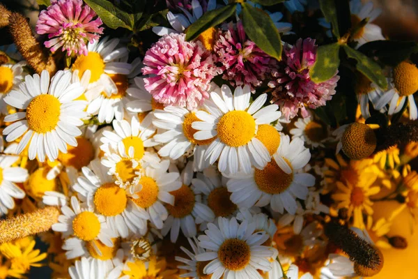 Gänseblümchen Klee Gelbe Blumen Grasgras Einem Blumenstrauß Auf Schwarzem Hintergrund — Stockfoto