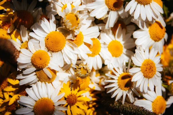 Gänseblümchen Klee Gelbe Blumen Grasgras Einem Blumenstrauß Auf Schwarzem Hintergrund — Stockfoto