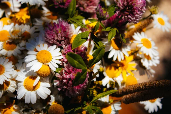 Gänseblümchen Klee Gelbe Blumen Grasgras Einem Blumenstrauß Auf Schwarzem Hintergrund — Stockfoto