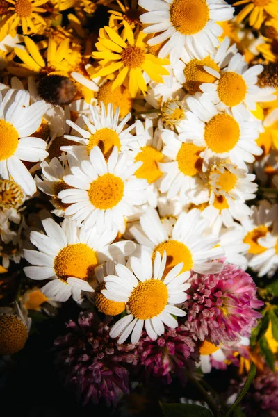 Gänseblümchen Klee Gelbe Blumen Grasgras Einem Blumenstrauß Auf Schwarzem Hintergrund — Stockfoto