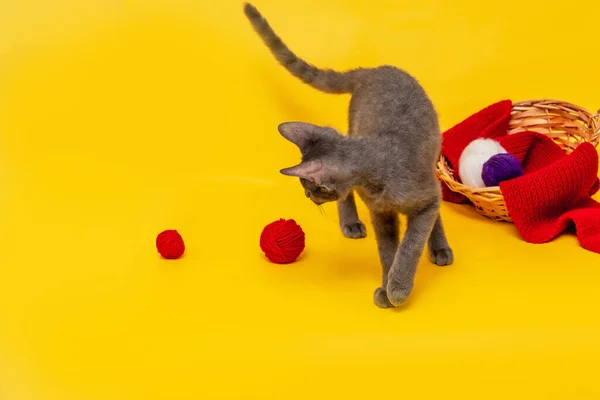 Een Oranje Achtergrond Een Rieten Mandje Waardoor Een Rode Gebreide — Stockfoto