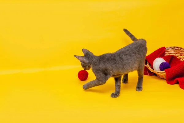オレンジの背景には 赤いニットのスカーフを延ばしたウィッカーバスケットが 赤の毛糸のバスケットの皮の中で 灰色の猫が遊んでいる横にあります — ストック写真