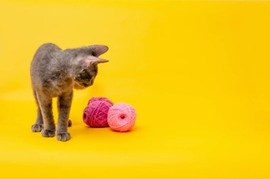 Turuncu bir arka planda gri bir kedi yavrusu pembe ve mor yün ipliklerle oynuyor.