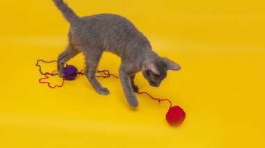 Gri bir kedi turuncu arka planda kırmızı ve mavi yün toplarla oynar.