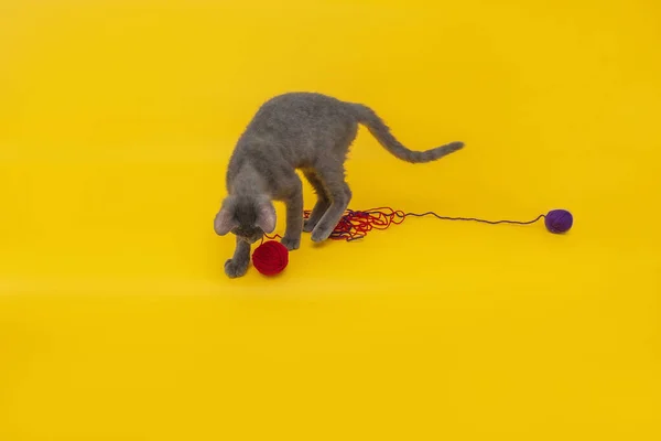 Gato Cinza Brinca Com Bolas Vermelho Azul Fundo Laranja — Fotografia de Stock