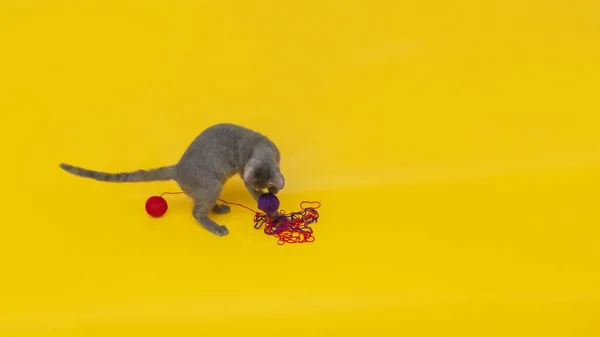 Gri bir kedi turuncu arka planda kırmızı ve mavi yün toplarla oynar.