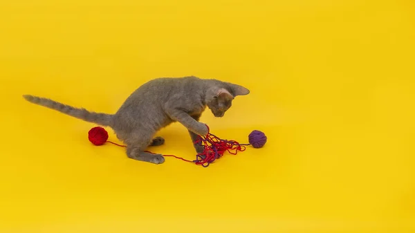 Сірий Кіт Грає Вовняними Кульками Червоного Синього Кольорів Помаранчевому Фоні — стокове фото