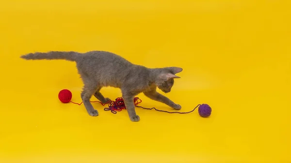 Gato Cinza Brinca Com Bolas Vermelho Azul Fundo Laranja — Fotografia de Stock