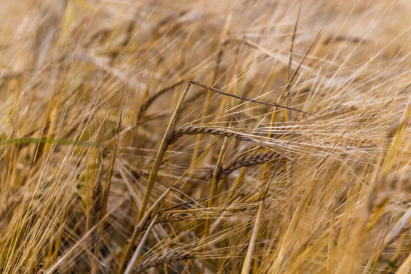 Ένα Χωράφι Σίκαλης Αυτιά Σιταριού Λικνίζονται Στον Άνεμο — Φωτογραφία Αρχείου