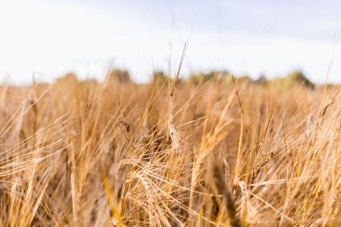 Çavdar tarlası, rüzgarda sallanan buğday kulakları.