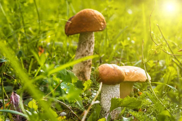 Unga Svampar Upplysta Solen Växer Bland Fallna Blad Gräs Skogen — Stockfoto