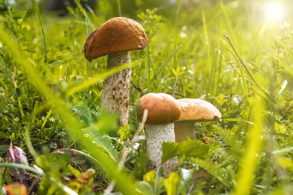 Funghi Giovani Illuminati Dal Sole Crescono Tra Foglie Cadute Erba — Foto Stock