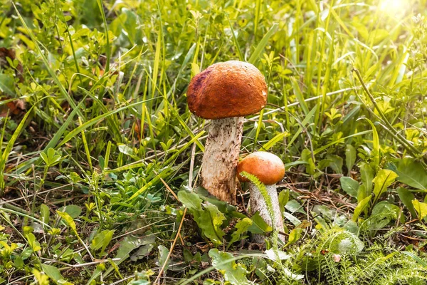 Unga Svampar Upplysta Solen Växer Bland Fallna Blad Gräs Skogen — Stockfoto