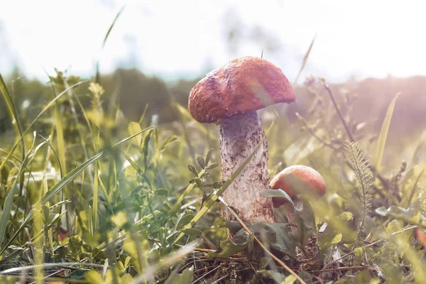 Unga Svampar Upplysta Solen Växer Bland Fallna Blad Gräs Glänta — Stockfoto