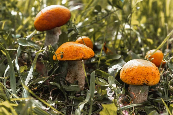 Cinque funghi crescono fianco a fianco nell'erba verde, il sole splende — Foto Stock