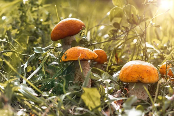 Unga Svampar Upplysta Solen Växer Bland Fallna Blad Gräs Skogen — Stockfoto