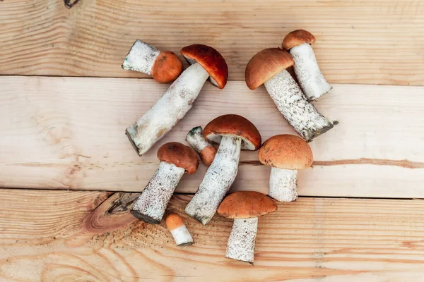 Tahta tahtada bir sürü yenilebilir mantar var. Yukarıdan görünüm