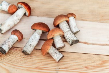 Tahta tahtada bir sürü yenilebilir mantar var. Yukarıdan görünüm