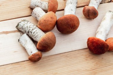 Tahta tahtada bir sürü yenilebilir mantar var. Yukarıdan görünüm