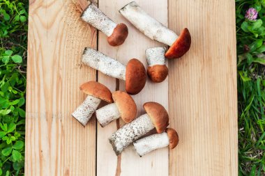 Birçok farklı yenilebilir mantar, tahtadan bir tahta üzerinde kahverengi renkli, toplanmış mantarlar üzerinde yatar. Yukarıdan görünüm