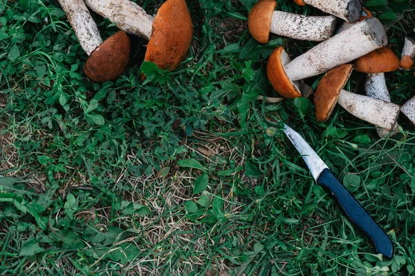 Sobre Hierba Verde Son Las Setas Frescas Comestibles Boroviki Junto — Foto de Stock