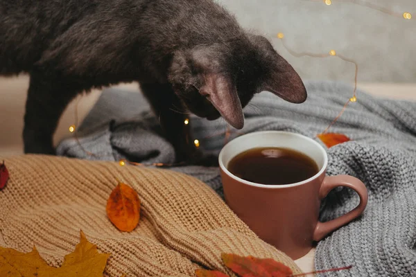 Autumn, dry red autumn leaves lie on sweaters that are folded around a hot espresso mug, led garland lies around, next to a gray cat, Flatley — Stock Photo, Image