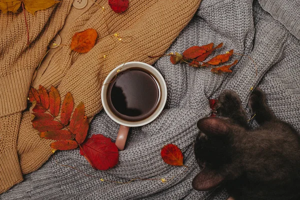 Autumn, dry red autumn leaves lie on sweaters that are folded around a hot espresso mug, led garland lies around, next to a gray cat, Flatley — Stock Photo, Image