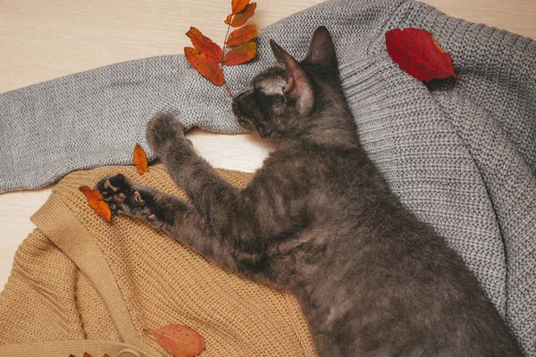 En söt liten grå katt ligger och leker med höstlöv och en krans på en grå stickad ylletröja som ligger på bordet — Stockfoto