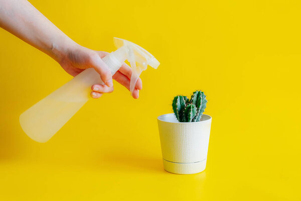a green cactus stands in a small white pot on a yellow background, a woman's hand presses a white sprayer for indoor flowers, watering the cactus. Front view, copy space