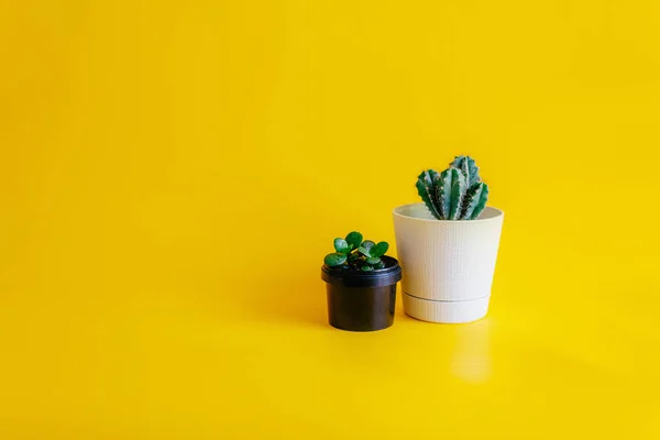 Cactus Verde Creciendo Una Maceta Blanca Planta Interior Verde Suculenta — Foto de Stock